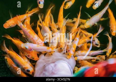 Orange petit poisson Kangal grignoter mort, peau kératinisée pied de femme. Pédicure naturelle. Attraction sri-lankaise poisson ferme poisson soin Spa. Garra Rufa trea Banque D'Images