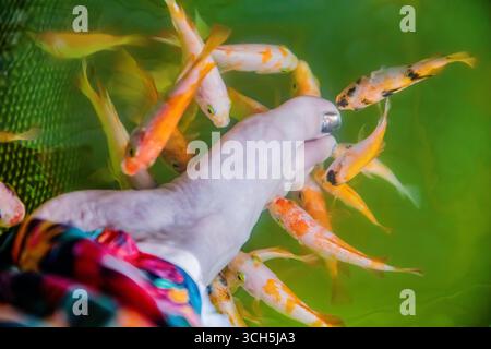 Orange petit poisson Kangal grignoter mort, peau kératinisée pied de femme. Pédicure naturelle. Attraction sri-lankaise poisson ferme poisson soin Spa. Garra Rufa trea Banque D'Images