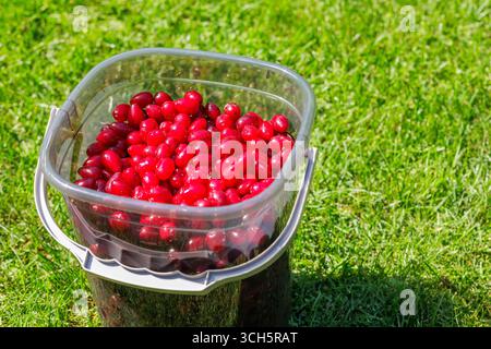 Fruits mas Cornus frais recueillis dans un seau clair sur la pelouse, superaliment rouge vif pour la récolte, produits biologiques et designs de bien-être saisonniers. Banque D'Images