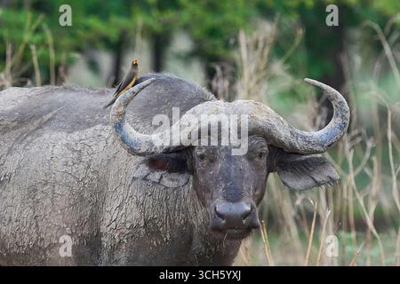 Grand buffle africain mâle (Syncerus caffer) dans le parc national de South Luangwa, Zambie Banque D'Images
