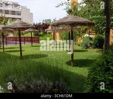 Jardin moderne luxuriant avec parasols en chaume et mur lierre à Madrid en Espagne Banque D'Images