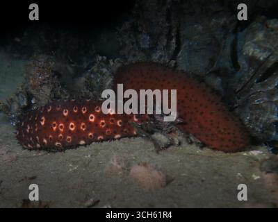 Concombres de mer de la mer Méditerranée Banque D'Images