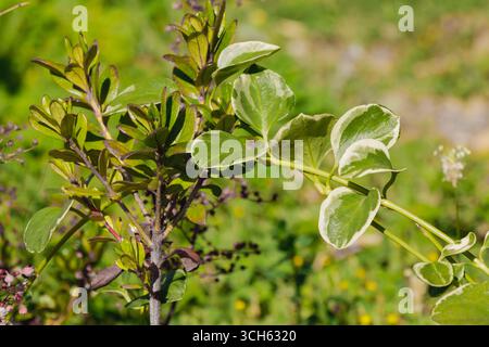 Les feuilles panachées vert vif contrastent avec le feuillage plus foncé dans un cadre de jardin vibrant. Le soleil illumine les plantes, créant une atmosphère animée Banque D'Images