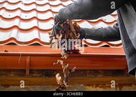 Un homme portant des gants dégage une gouttière de toit, enlevant les feuilles mortes pour éviter un colmatage. Banque D'Images