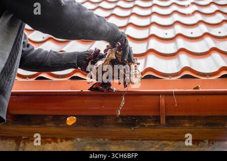 Un homme portant des gants dégage une gouttière de toit, enlevant les feuilles mortes pour éviter un colmatage. Banque D'Images