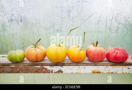 Une rangée de tomates à différents stades de maturité, foyer sélectif. Banque D'Images