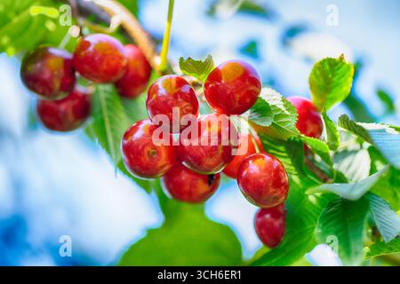 Cerises douces suspendues à une branche de cerisier. Mise au point sélective Banque D'Images
