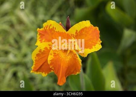 Canna Yellow King Humbert, fleur jaune orange macro, à l'extérieur dans l'environnement naturel du jardin Banque D'Images