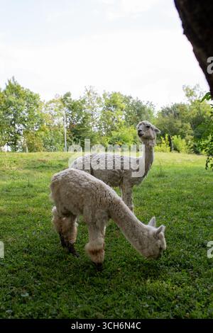 Deux alpagas blancs dans un pré vert, dont l'un mange de l'herbe. L'image capture un moment serein de la vie en milieu rural. Banque D'Images
