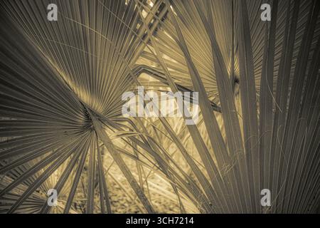 Les frondes de palmier. Photographie d'art forestier botanique de Floride Banque D'Images