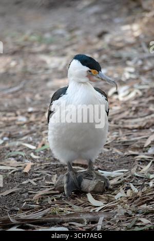 Le Cormorant à pied est un oiseau de taille moyenne avec des ailes noires et une queue noire. Il a un visage et une poitrine blancs. Banque D'Images