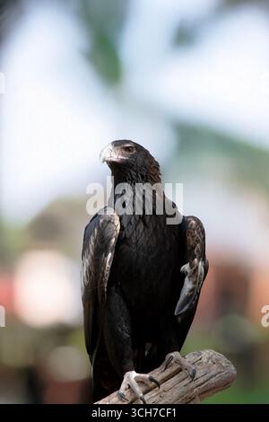 L'aigle à queue en coin est de couleur marron-noir foncé. Le bec de l'aigle à queue de Wedge est de la crème pâle. Banque D'Images