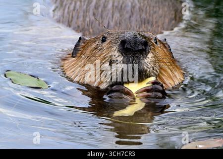Une vue de face d'un castor adulte 'Castor canadensis', mangeant un morceau d'écorce qu'il tient entre ses pattes avant Banque D'Images