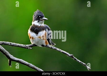 Un Kingfisher ceinturé femelle 'Megaceryle alcyon', perché sur une branche d'arbre morte à la recherche de poissons dans un étang de castors éloigné dans la région rurale de l'Alberta Canada Banque D'Images