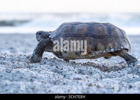 Tortue gopher (Gopherus polyphemus) marchant vers le rivage de Fernandina Beach sur l'île Amelia dans le nord-est de la Floride. (ÉTATS-UNIS) Banque D'Images