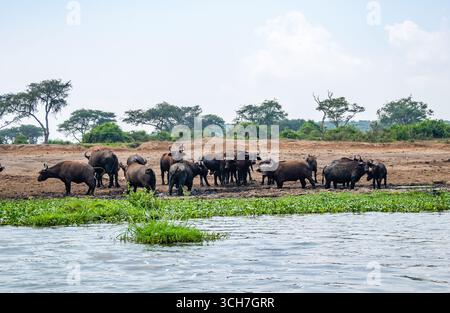 Troupeau de buffles africains (Syncerus caffer) sur les rives du lac Edward. Parc national de la Reine Elizabeth, Ouganda, Afrique. Banque D'Images