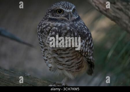 La chouette des terriers (Athene cunicularia), également appelée le Shoco. Banque D'Images