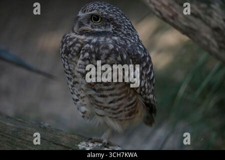La chouette des terriers (Athene cunicularia), également appelée le Shoco. Banque D'Images