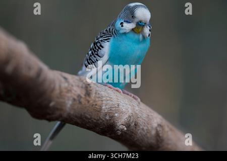 Le Budgerigar (Melopsittacus undulatus), également connu sous le nom de perruche commune, perruche à coquillages ou Budgie. Banque D'Images