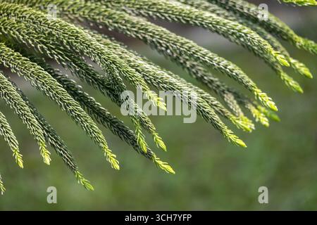 Feuilles de pin vert avec des extrémités pointues s'affaissant en un bouquet. Il est également connu sous le nom d'Araucaria heterophylla, pin de maison, arbre de Noël vivant, Polynésie Banque D'Images