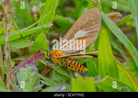 Gros plan d'une teigne de papillon Asota heliconia rayée aux yeux bleus orange et noire dans l'herbe épaisse du lac Morris, Cairns, Queensland Banque D'Images
