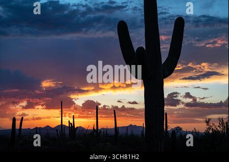 Coucher de soleil coloré dans le désert de sonora Banque D'Images