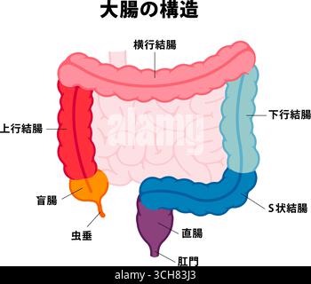 Illustration vectorielle d'anatomie du gros intestin Illustration de Vecteur