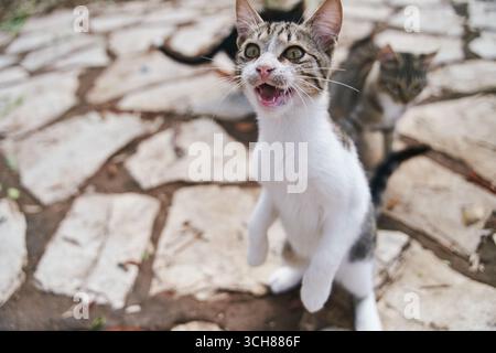 Les chats de rue implorent de se promener dans les rues de Corfou en Grèce Banque D'Images