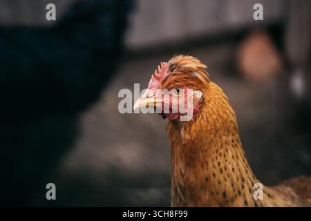 Portrait gros plan de poule brune Banque D'Images