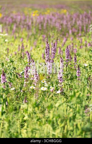 Champ vert avec des fleurs de sauge violettes et des pois verts en gousses. Fond de nature printanière. Banque D'Images