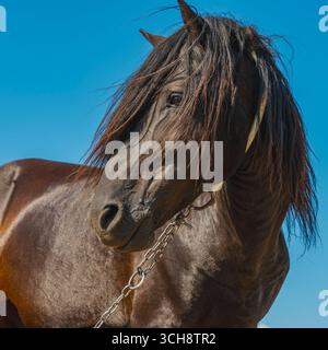 Un gros plan époustouflant de la tête d'un cheval brun foncé contre un ciel bleu éclatant avec quelques nuages. Le cheval regarde directement la caméra Banque D'Images