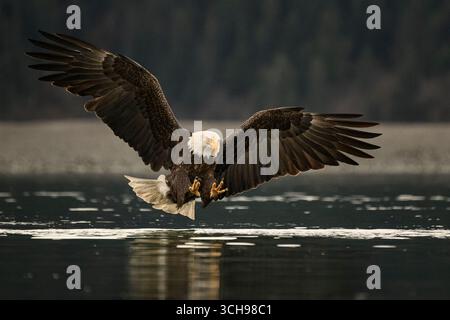 Aigle chauve étirant ses talons pour attraper un poisson à la surface de l'eau Banque D'Images