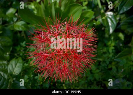 Fleurs rouges de Scadoxus multiflorus (anciennement Haemanthus multiflorus), plante bulbeuse originaire de la majeure partie de l'Afrique subsaharienne Banque D'Images