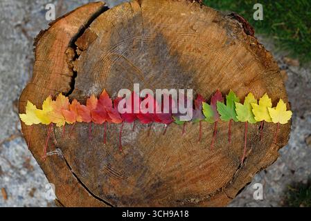 Feuilles d'érable d'automne colorées disposées en ligne sur un mètre Banque D'Images
