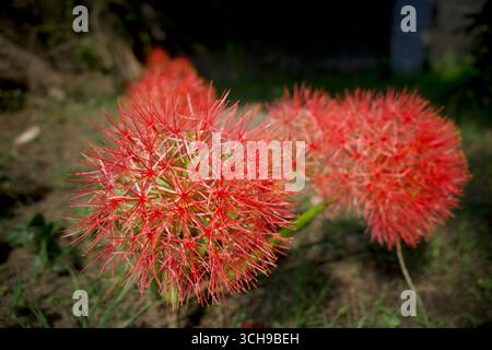 Fleurs rouges de Scadoxus multiflorus (anciennement Haemanthus multiflorus), plante bulbeuse originaire de la majeure partie de l'Afrique subsaharienne Banque D'Images