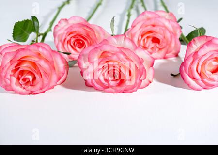 Cinq roses roses avec des pétales délicats disposés sur un fond blanc. Composition florale lumineuse, ambiance romantique, style minimal propre, lumière naturelle douce Banque D'Images
