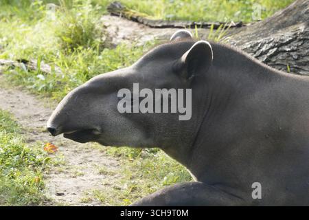 Profil latéral gros plan de la tête et du tronc d'un tapir sud-américain reposant sur une clairière dans la forêt amazonienne brésilienne Banque D'Images
