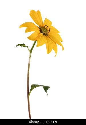 Merveilleux petit tournesol jaune en vue de côté, isolé sur fond blanc, y compris le chemin de détourage. Banque D'Images