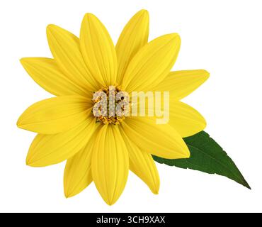 Merveilleux petit tournesol jaune en vue de dessus, isolé sur fond blanc, y compris le chemin de détourage. Banque D'Images