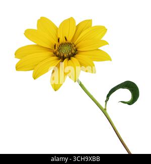Merveilleux petit tournesol jaune en vue de côté, isolé sur fond blanc, y compris le chemin de détourage. Banque D'Images