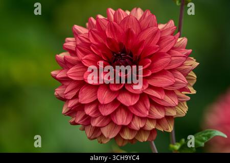 Fleur dahlia luxuriant close up Banque D'Images