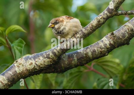 Malmesbury, Wiltshire - Une femme moineau domestique (passer domesticus) était assise sur la branche d'un cerisier. Le moineau de maison est fortement associé à h. Banque D'Images