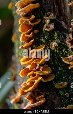 Les champignons vifs de la fourchette poilue prospèrent sur le bois en décomposition, mettant en valeur leurs teintes orange vif au milieu de la riche mousse verte dans un cadre forestier serein avec mor doux Banque D'Images
