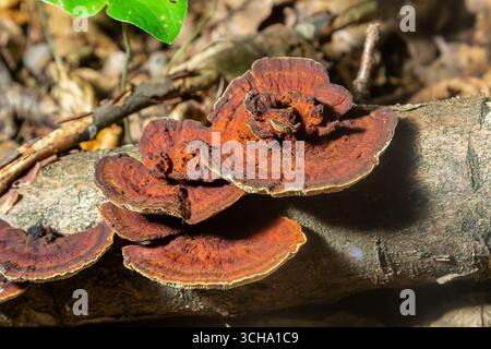 Hymenochaete rubiginosa pousse sur une bûche en décomposition dans une forêt, affichant sa surface brun rougeâtre unique et ses couches distinctes. Les champignons contribuent à Banque D'Images
