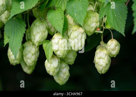 Bouquet de cônes de houblon frais accrochés à une branche avec une coccinelle assise sur une feuille. Riche récolte de houblon. Concept d'industrie de fabrication de bière Banque D'Images
