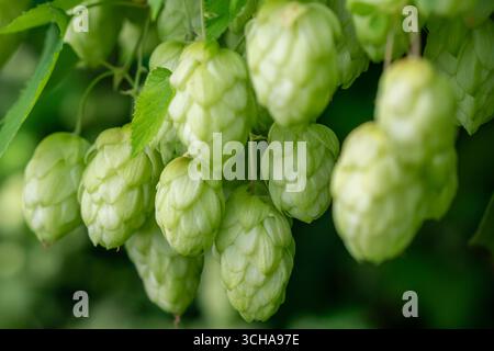 Bouquet de cônes de houblon frais accrochés à une branche. Riche récolte de houblon. Concept d'industrie de fabrication de bière Banque D'Images