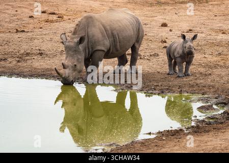 Rhinocéros blanc (Ceratotherium simum) mère et veau buvant dans un point d'eau dans la réserve naturelle privée de Timbavati en Afrique du Sud Banque D'Images