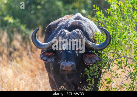 Solitaire Cape Buffalo (Syncerus caffer caffer) dans la réserve naturelle de Timbavati en Afrique du Sud Banque D'Images