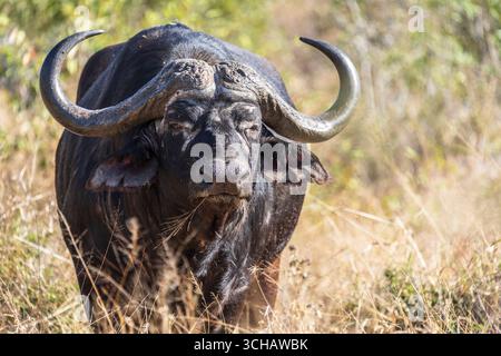 Solitaire Cape Buffalo (Syncerus caffer caffer) dans la réserve naturelle de Timbavati en Afrique du Sud Banque D'Images