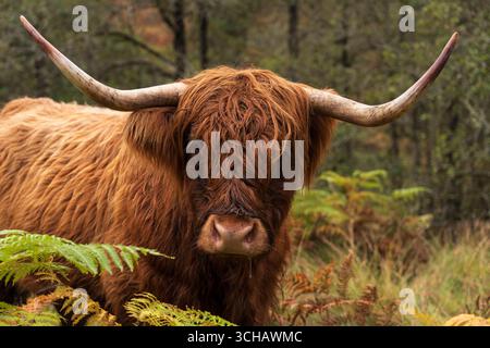 Emblématique Highland « COO » près de Loch Awe en Écosse Banque D'Images